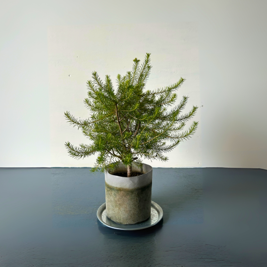 イワオ◇ヒースバンクシア　鉢植え ヒースバンクシア | 個性的な花と葉のシンボルツリー | 両筑