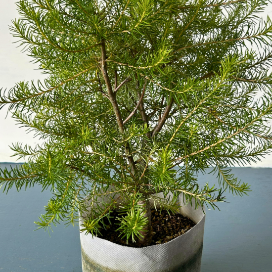 イワオ◇ヒースバンクシア　鉢植え ヒースバンクシア | 個性的な花と葉のシンボルツリー | 両筑