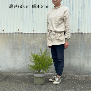 オーストラリア植物を買うなら生産者のお店｜両筑プランツショップ