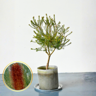 <img class='new_mark_img1' src='https://img.shop-pro.jp/img/new/icons5.gif' style='border:none;display:inline;margin:0px;padding:0px;width:auto;' />[ʪ/] ҡХ󥯥 (ȭ6 ľ18cm)ξʲ