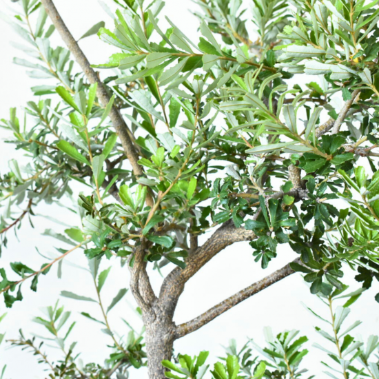 シルバーバンクシア | 鉢サイズ7号 - 植木農家のお店 通販は
