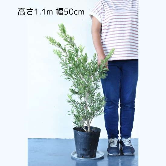 現品販売】カリステモン ドーソンリバー｜真っ赤な花が映える