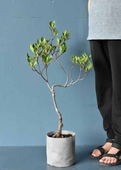 シャリンバイ 斑入り 両筑プランツショップで販売中 シャリンバイ 斑入り 両筑プランツショップで販売中