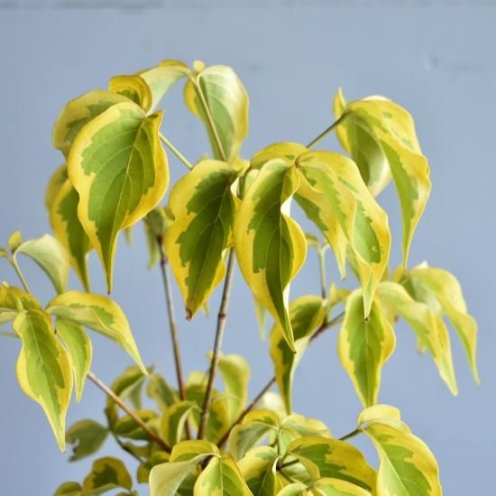 ヤマボウシ ボンファイヤー 斑入り植物販売中