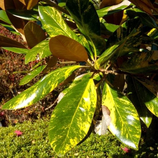 タイサンボク 斑入り | 現品販売 - 植木農家のお店