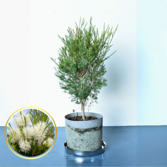 植木農家のお店 通販はこちら「両筑プランツショップ」