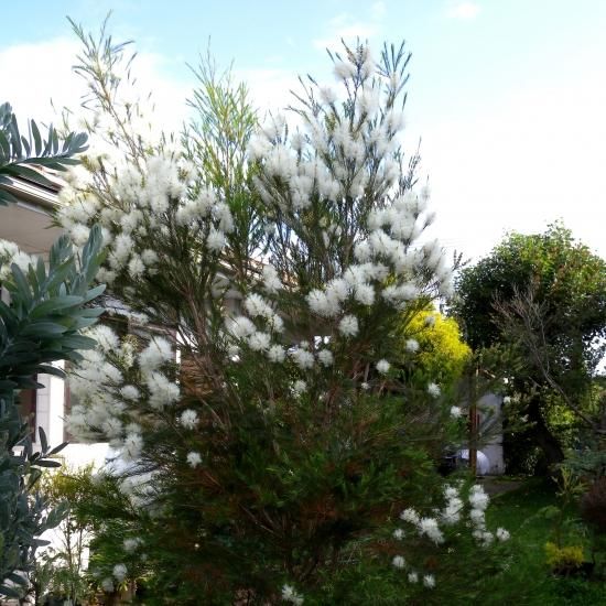 シルバーティーツリー　約190cm オージープランツ/メラレウカ　35 シルバーティーツリー 約190cm オージープランツ/メラレウカ 35