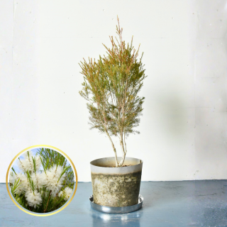 <img class='new_mark_img1' src='https://img.shop-pro.jp/img/new/icons5.gif' style='border:none;display:inline;margin:0px;padding:0px;width:auto;' />[ʪ/] 쥦 ǥƥĥ꡼ 鿴ԤǤƤ䤹ξм (8ȭľ24cm)ξʲ