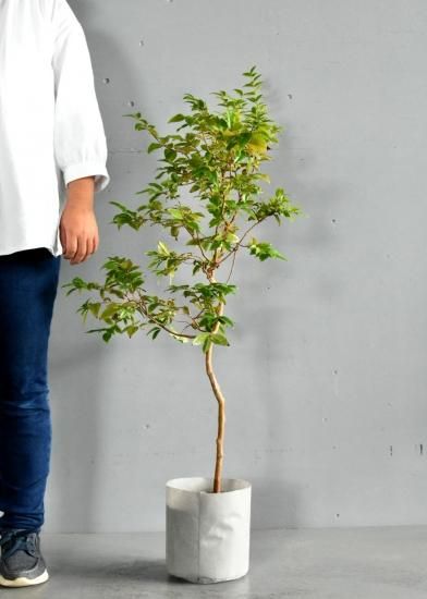 ジャボチカバ 珍しい南米の熱帯果樹販売中 ジャボチカバ 珍しい南米の熱帯果樹販売中