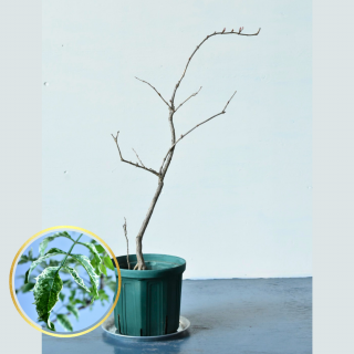 [ʪ/] ꥫΥ󥫥顡¸ۥ磻(ȭ6桡ľ18cm)ξʲ