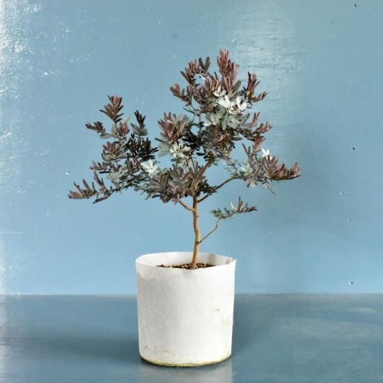 銀葉アカシア プルプレア オーストラリア植物販売中 銀葉アカシア プルプレア オーストラリア植物販売中