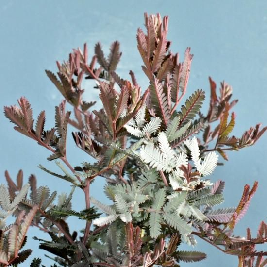 銀葉アカシア プルプレア オーストラリア植物販売中 銀葉アカシア プルプレア オーストラリア植物販売中