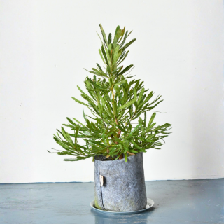 <img class='new_mark_img1' src='https://img.shop-pro.jp/img/new/icons5.gif' style='border:none;display:inline;margin:0px;padding:0px;width:auto;' />[ʪ/]  Х󥯥 顡(ȭ7桡ľ21cm)ξʲ