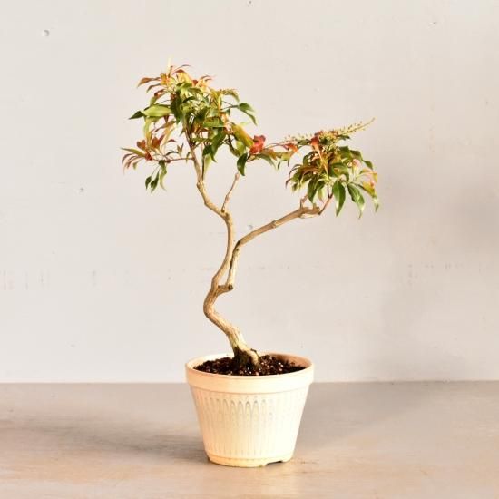アセビ 桂 斑入り植物販売中