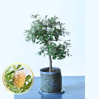 [ʪ/]ȥХ󥯥  (ȭ7桡ľ21cm)ξʲ