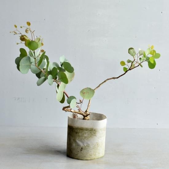 ユーカリ シルバーダラーガム オーストラリアの植物販売中
