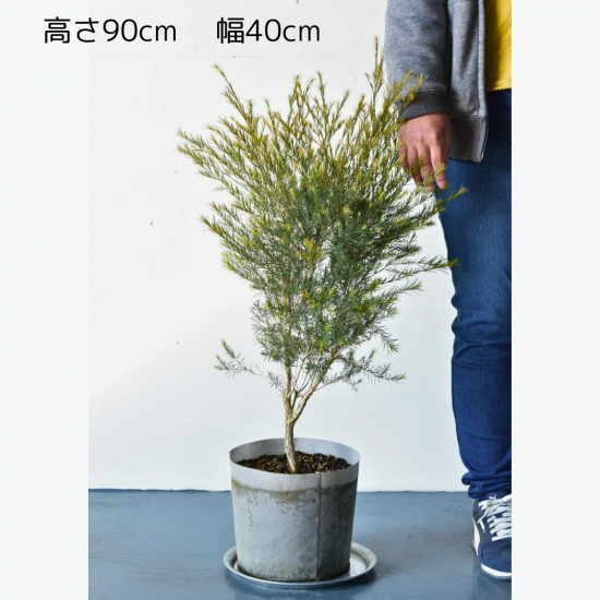 メラレウカ | メディカルティーツリー - 植木農家のお店 メラレウカ | メディカルティーツリー - 植木農家のお店