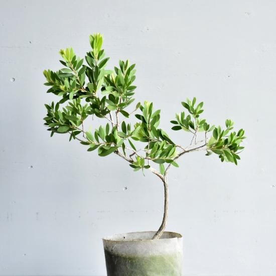 みどりいろ様ご連絡ページ　白花　カリステモン　ホワイトアンザック　鉢植え 楽天市場】カリステモン(ブラシノキ) ホワイトアンザック（白花