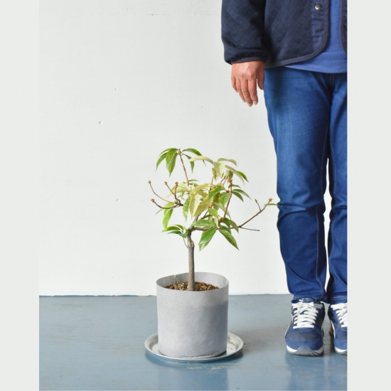 アラカシ 斑入り | 一点物 - 植木農家のお店 オーストラリア植物