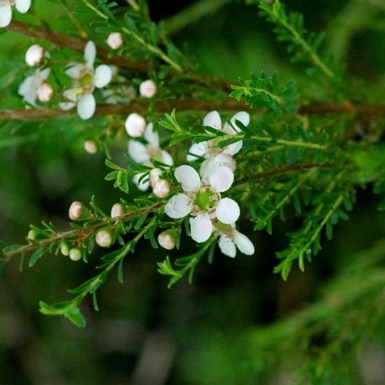 レモンオリーブティーツリー オーストラリアの植物販売中 レモンオリーブティーツリー オーストラリアの植物販売中