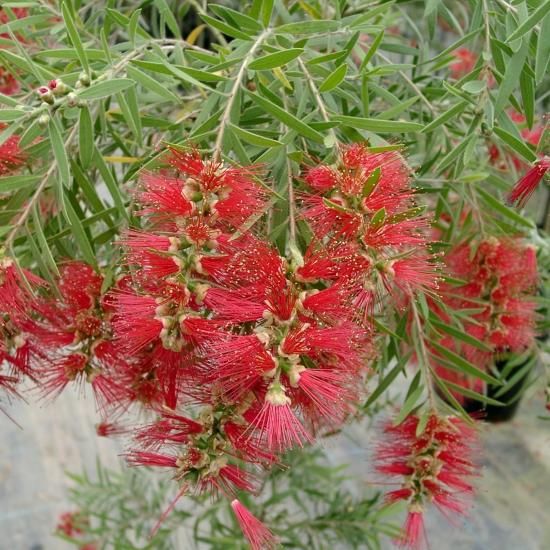 カリステモン ドーソンリバー オーストラリアの植物販売中