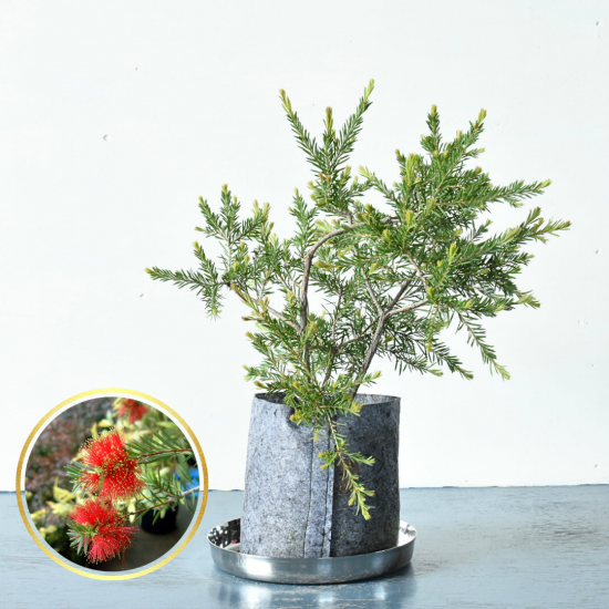 斑入植物集 | 植物図鑑 - 植木農家のお店 通販はこちら「両筑
