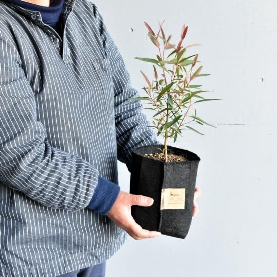 ユーカリ ロブスタ オーストラリアの植物販売中
