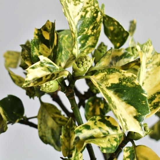 アオキ ダルマ 相の谷 斑入り植物販売中 アオキ ダルマ 相の谷 斑入り植物販売中