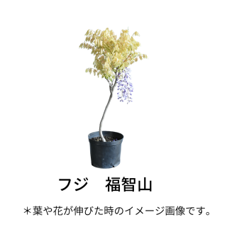 [ʪ/] ե ƣʡһ (ȭ8桡ľ24cm)ƱԲĤξʲ