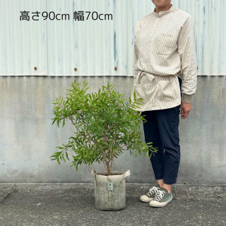 <img class='new_mark_img1' src='https://img.shop-pro.jp/img/new/icons5.gif' style='border:none;display:inline;margin:0px;padding:0px;width:auto;' />[] ꥹƥ 졼ԥ󥯡7ȭľ21cmˡ֤ȥԥ󥯤β֤̥Ϥξʲ