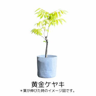 [ʪ/] ⥱䥭(ȭ6桡ľ18cm ) [ƱԲ]ξʲ