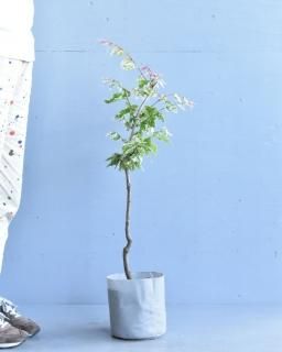 ꥱ䥭(18cm)ξʲ