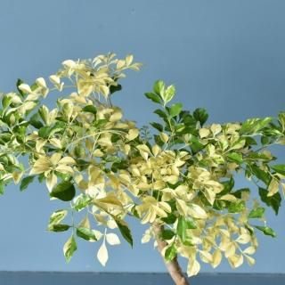 [ʪ]ޥȥͥꥳե(21cm)ξʲ