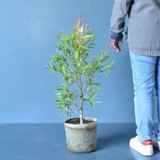 [ʪ]ꥹƥ ꥰ̥(21cm)ξʲ