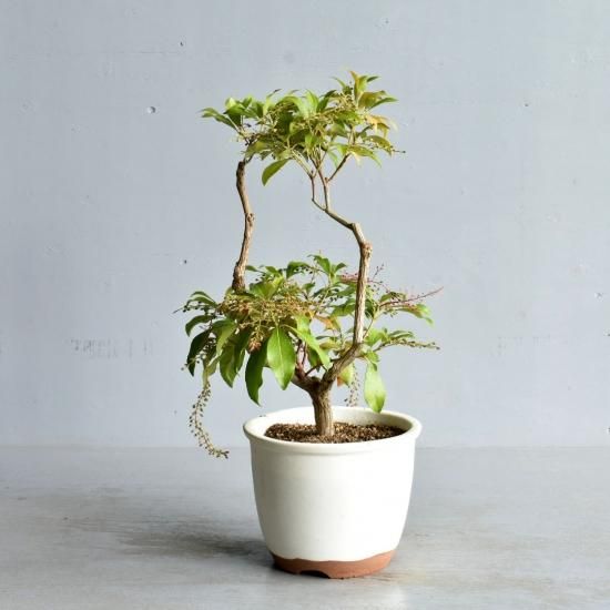 アセビ 桂 斑入り植物販売中