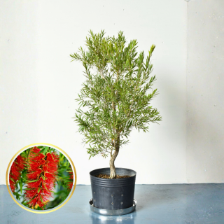 <img class='new_mark_img1' src='https://img.shop-pro.jp/img/new/icons5.gif' style='border:none;display:inline;margin:0px;padding:0px;width:auto;' />[ʪ/] ꥹƥ ɡС (ȭ9桡ľ27cm) ƱԲĤξʲ