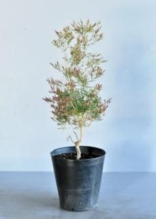 オーストラリア植物 生産販売 オーストラリア植物 生産販売