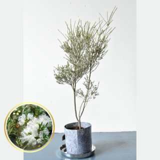 [ʪ/] 쥦ۥ磻ȥ졼(ȭ7桡ľ21cm )ξʲ