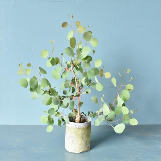 ユーカリ シルバーダラーガム オーストラリアの植物販売中