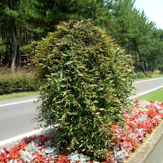 グレヴィレア | プーリンダローヤルマントル - 植木農家のお店