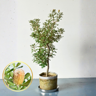 <img class='new_mark_img1' src='https://img.shop-pro.jp/img/new/icons5.gif' style='border:none;display:inline;margin:0px;padding:0px;width:auto;' />[ʪ/] ȥХ󥯥  (8ȭ ľ24cm) ƱԲĤξʲ