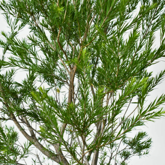 メラレウカ レボリューション|一点物 - 植木農家のお店 オーストラリア植物や斑入り植物、コニファーの通販はこちら「両筑プランツショップ」