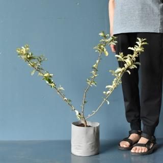 ӥåꥰߡ(18cm) ξʲ