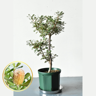ほほなっつ | #庭の植物紹介したい！ 【バンクシア編】 今回紹介