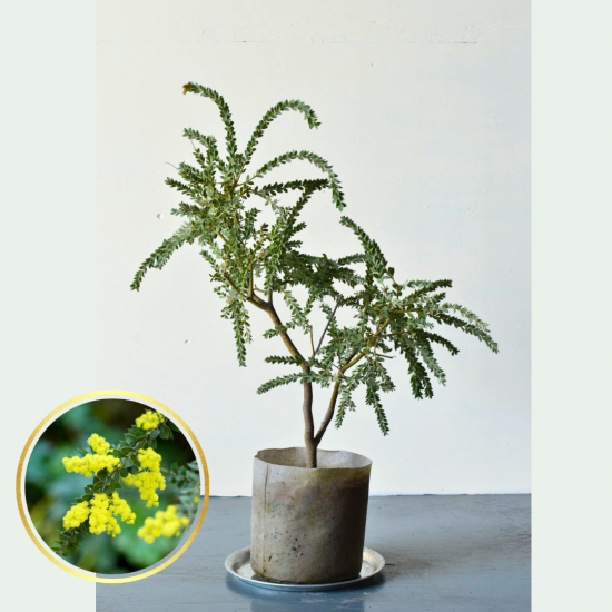 アカシア ヴェスティタ ヘアリーワトル | 一点物 - 植木農家のお店 