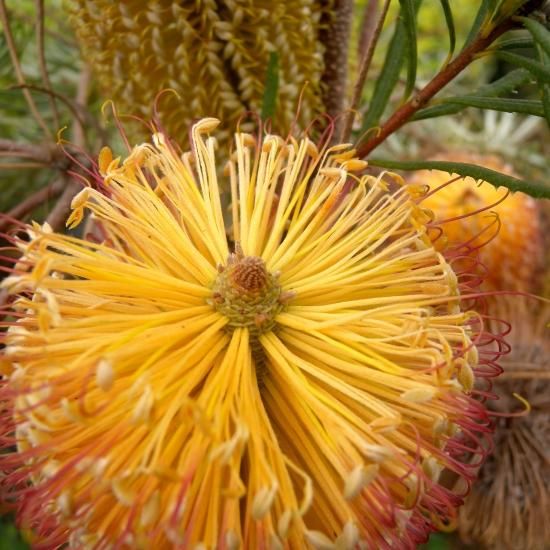 ヘアピンバンクシア(φ65cm) | 造園向けサイズ - 植木農家のお店