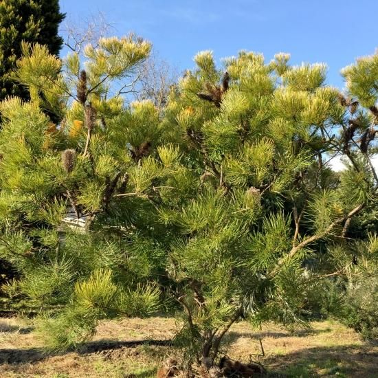 ヘアピンバンクシア　引き取りのみ バンクシア：ヘアピンバンクシア5号ポット の通販 | 園芸ネット