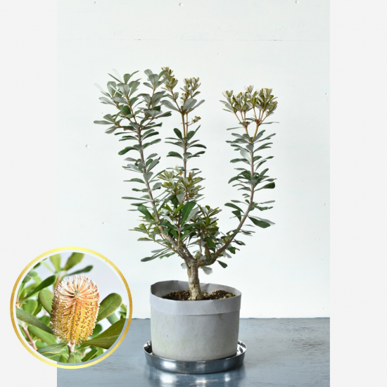 コーストバンクシア | セイラ - 植木農家のお店 オーストラリア
