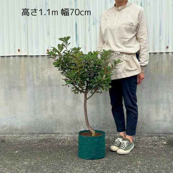 コーストバンクシア | 現品販売 - 植木農家のお店
