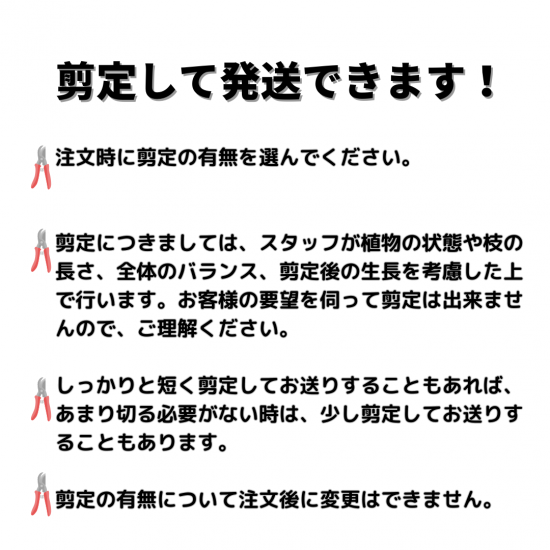 【現品】コーストバンクシア・セイラ　9号　T63番 現品】コーストバンクシア・セイラ 9号 T63番 - メルカリ